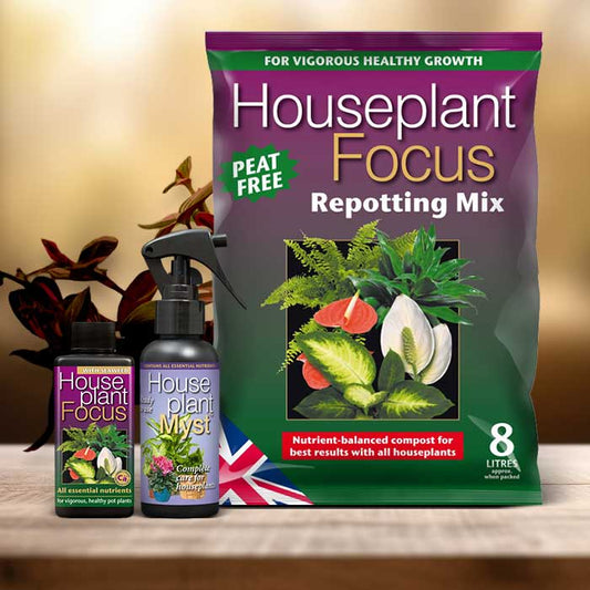 Fantasy Venice Plant Repotting Kit| Small Indoor Plants