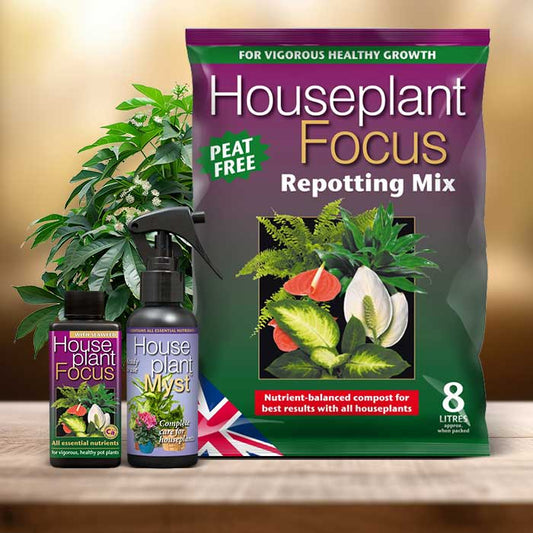 Fatsia Japonica Plant Repotting Kit| Small Indoor Plants