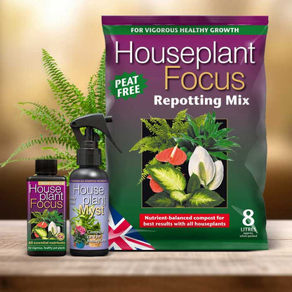 Fern Plant Repotting Kit| Small Indoor Plants