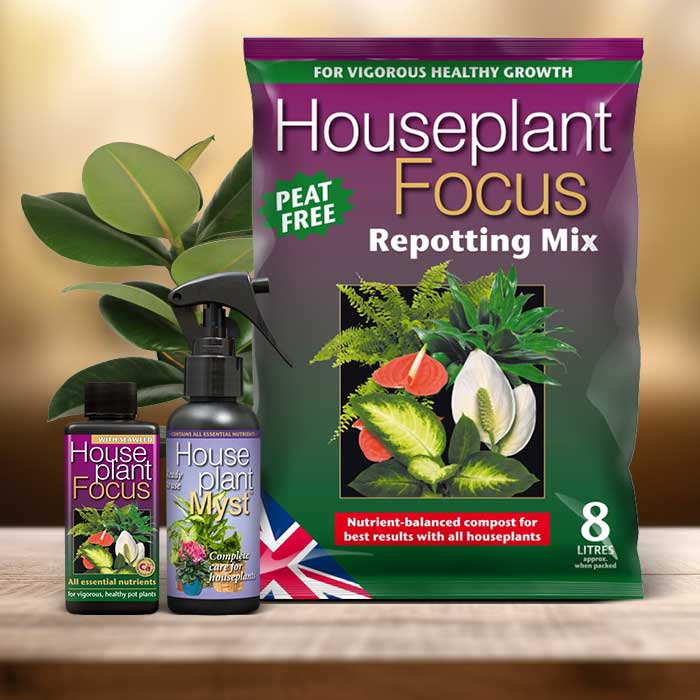 Ficus Elastica Plant Repotting Kit| Small Indoor Plants