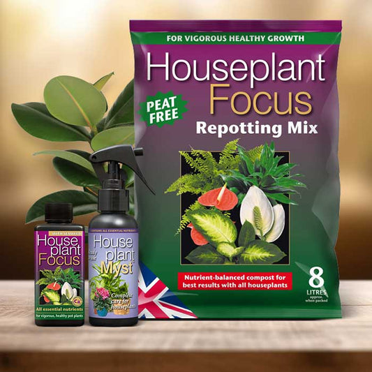 Ficus Elastica Plant Repotting Kit| Small Indoor Plants