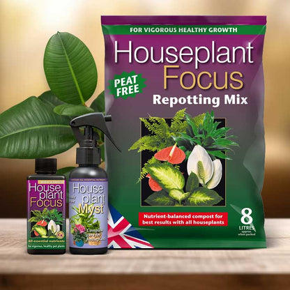 Ficus Plant Repotting Kit| Small Indoor Plants