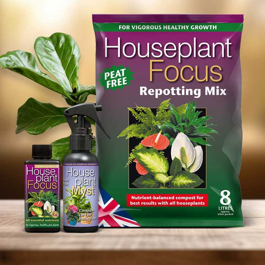Fiddle Leaf Fig Plant Repotting Kit| Small Indoor Plants