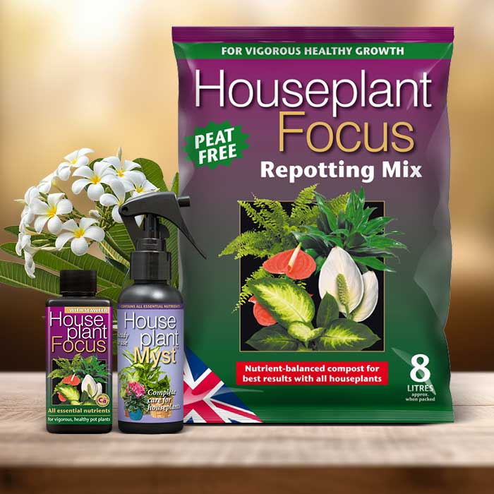 Frangipani Plant Repotting Kit| Small Indoor Plants