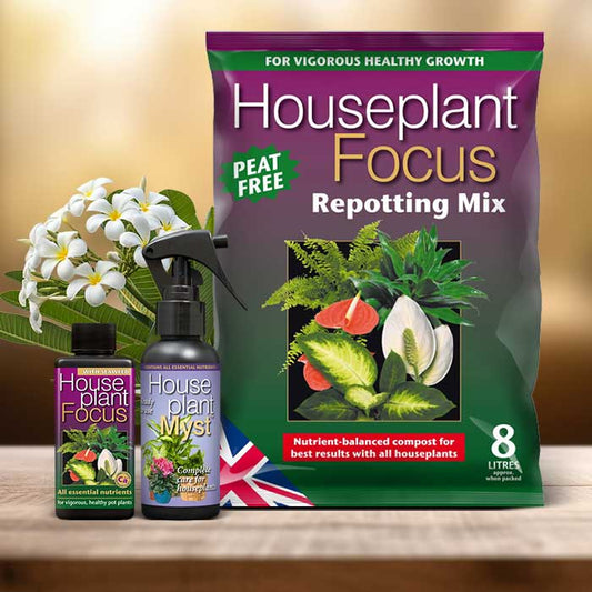 Frangipani Plant Repotting Kit| Small Indoor Plants