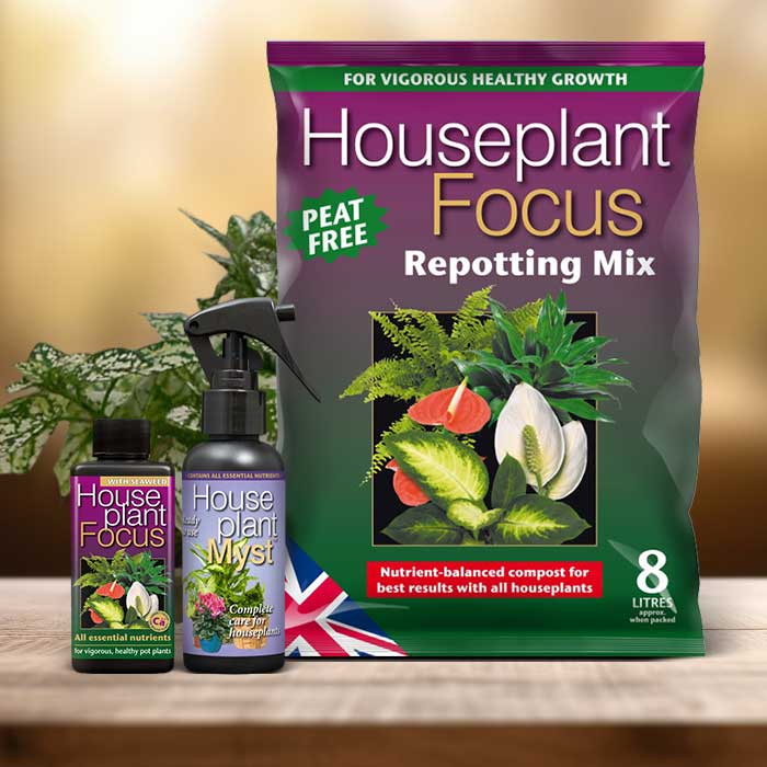 Hypoestes Phyllostachya Plant Repotting Kit| Small Indoor Plants