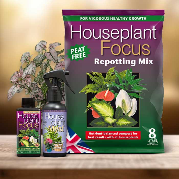 Hypoestes Sanguinolenta Plant Repotting Kit| Small Indoor Plants
