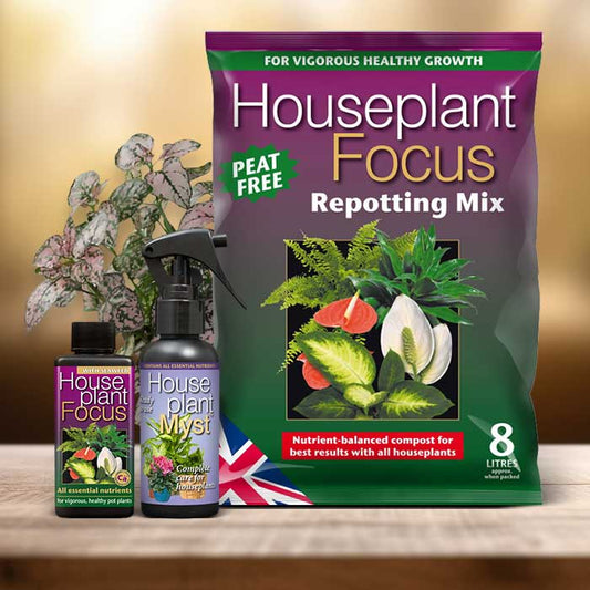 Hypoestes Sanguinolenta Plant Repotting Kit| Small Indoor Plants