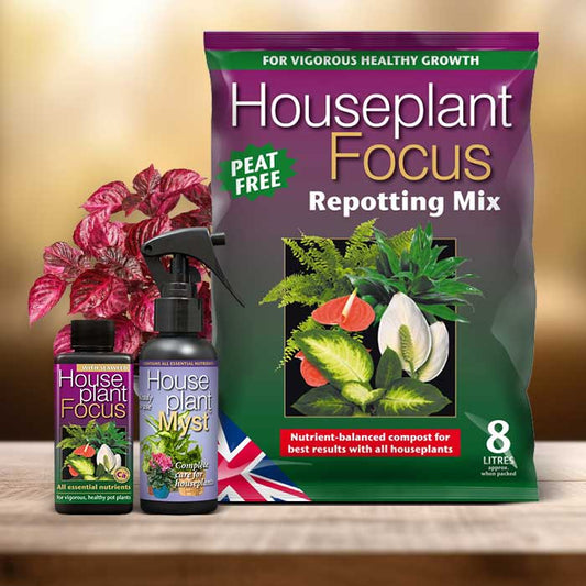 Iresine Plant Repotting Kit| Small Indoor Plants