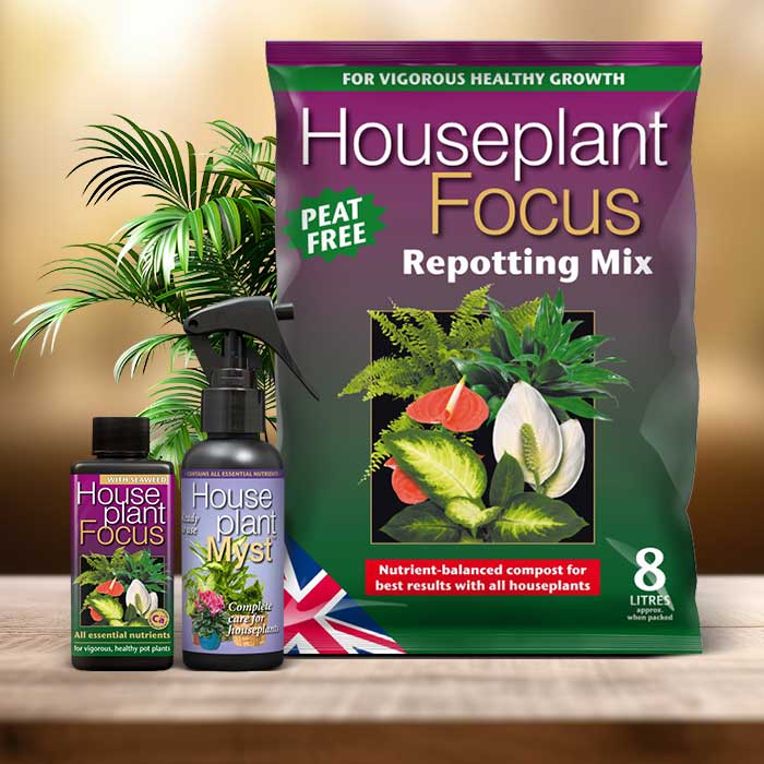 Kentia Palm Plant Repotting Kit| Small Indoor Plants