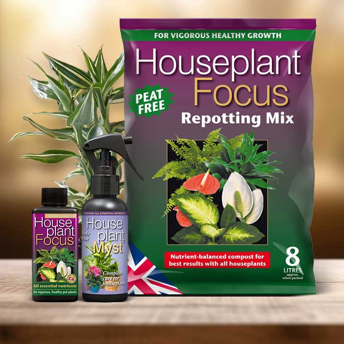Lucky Bamboo Plant Repotting Kit| Small Indoor Plants