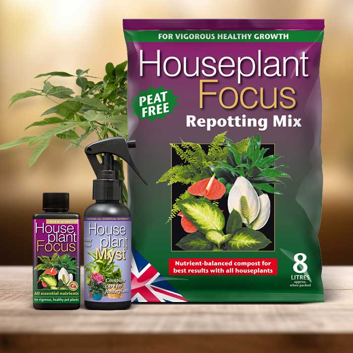 Money Tree Plant Repotting Kit| Small Indoor Plants