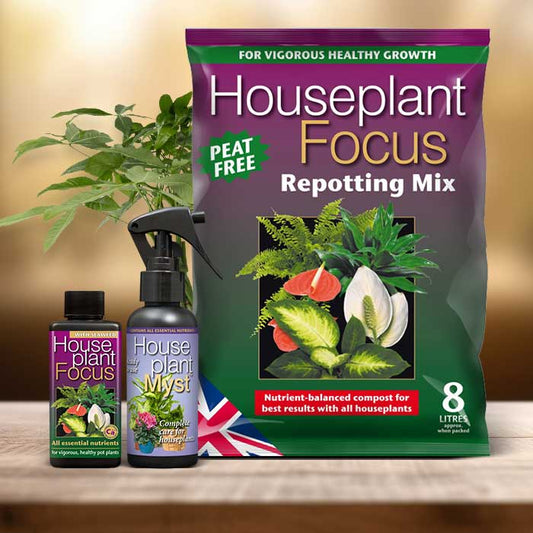 Money Tree Plant Repotting Kit| Small Indoor Plants
