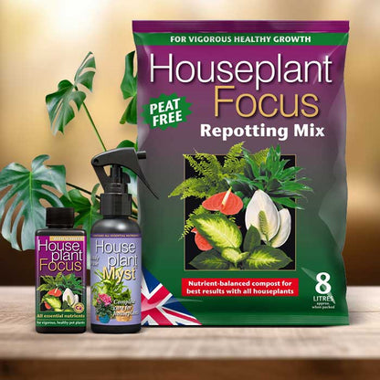 Monstera Deliciosa Plant Repotting Kit| Small Indoor Plants