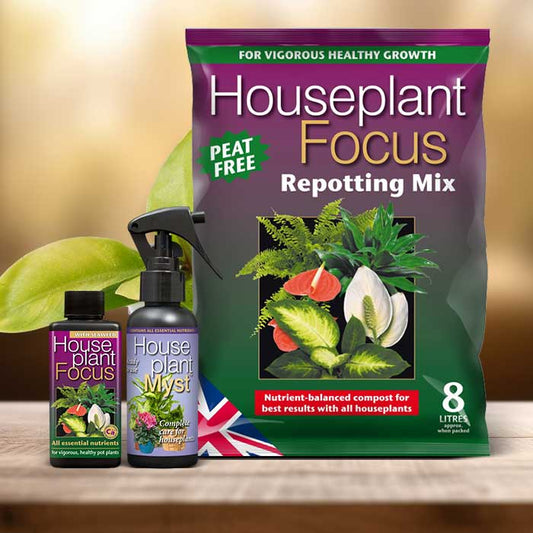 Moonlight Philodendron Plant Repotting Kit| Small Indoor Plants