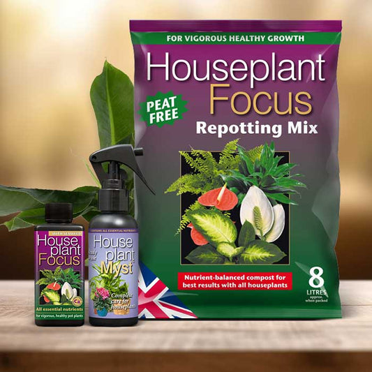 Musa Plant Repotting Kit| Small Indoor Plants