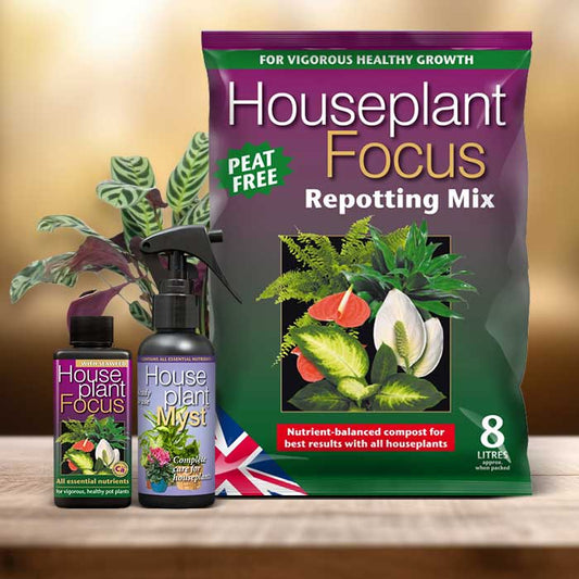 Never Never Plant Repotting Kit| Small Indoor Plants