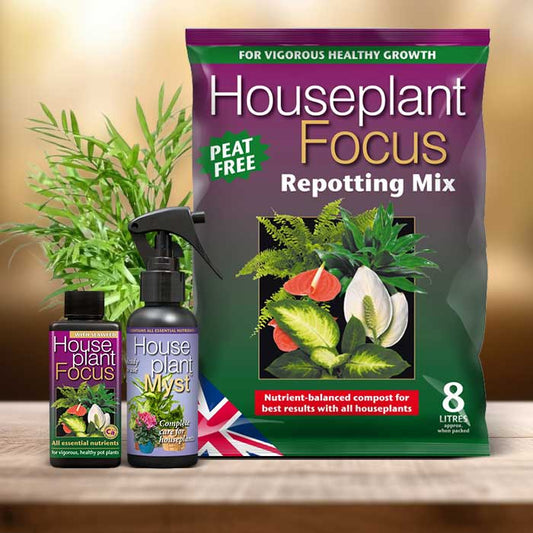 Parlour Palm Plant Repotting Kit| Small Indoor Plants