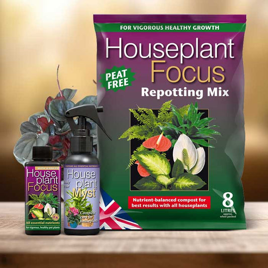 Peperomia Plant Repotting Kit| Small Indoor Plants