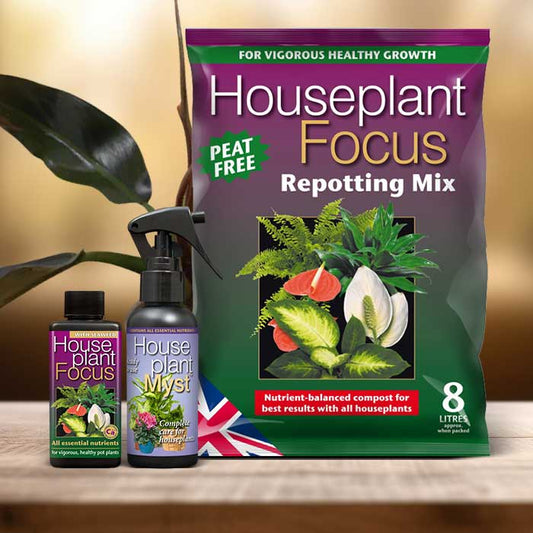 Philodendron Autumn Falls Plant Repotting Kit| Small Indoor Plants