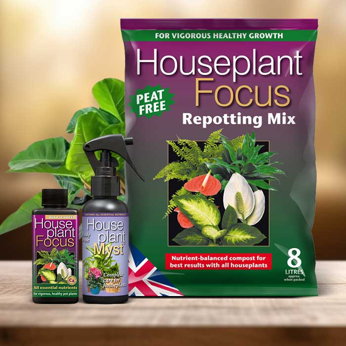 Philodendron Erubescens Plant Repotting Kit| Small Indoor Plants