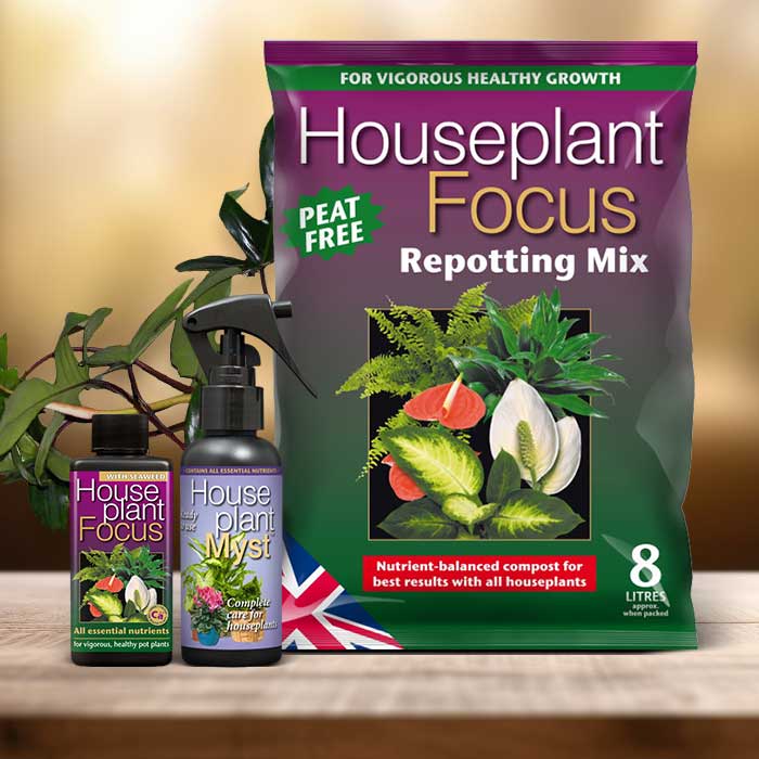 Philodendron Florida Green Plant Repotting Kit| Small Indoor Plants