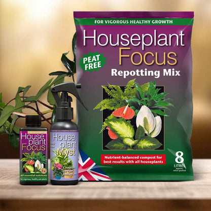 Philodendron Florida Green Plant Repotting Kit| Small Indoor Plants