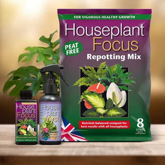 Philodendron Minima Plant Repotting Kit| Small Indoor Plants