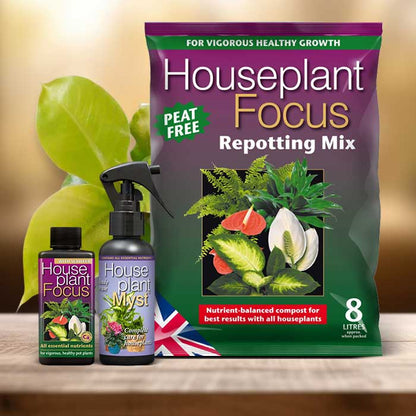 Philodendron Moon Shine Plant Repotting Kit| Small Indoor Plants