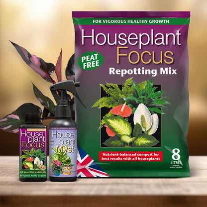 Philodendron Pink Princess Plant Repotting Kit| Small Indoor Plants