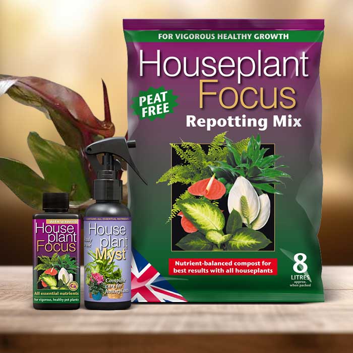 Philodendron Red Cherry Plant Repotting Kit| Small Indoor Plants