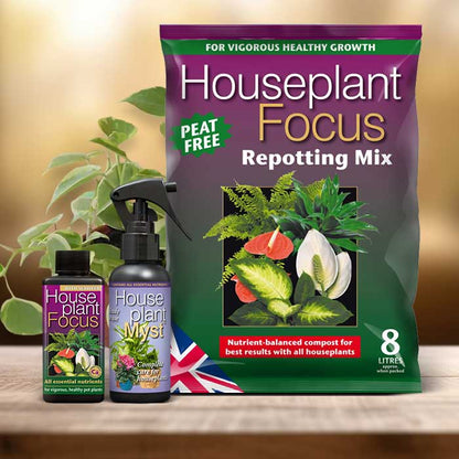 Philodendron Scandens Plant Repotting Kit| Small Indoor Plants