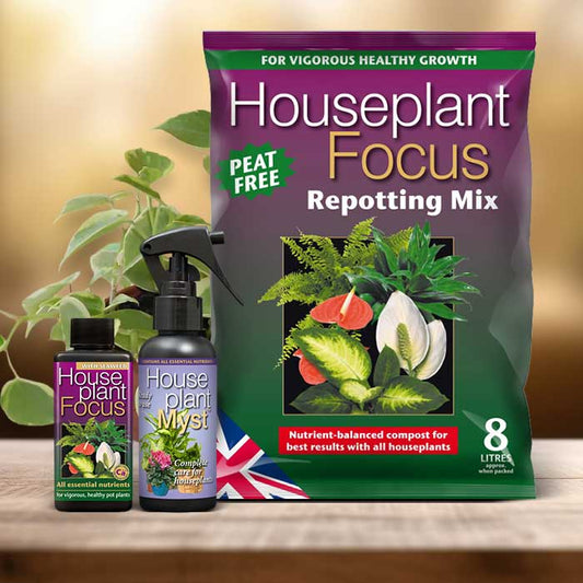 Philodendron Scandens Plant Repotting Kit| Small Indoor Plants
