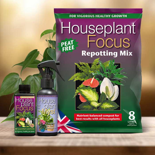 Philodendron Plant Repotting Kit| Small Indoor Plants