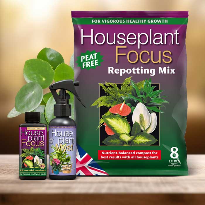 Pilea Peperomoides Plant Repotting Kit| Small Indoor Plants