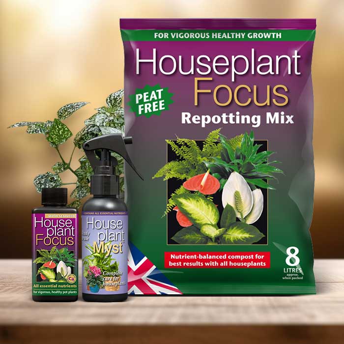 Polka Dot Plant Repotting Kit| Small Indoor Plants