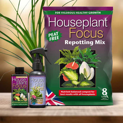 Ponytail Palm Plant Repotting Kit| Small Indoor Plants