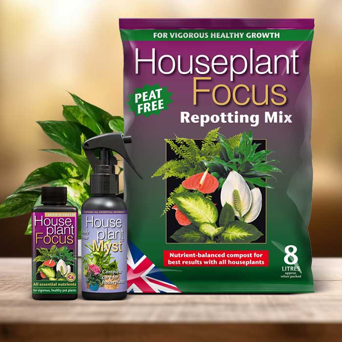 Pothos Plant Repotting Kit| Small Indoor Plants