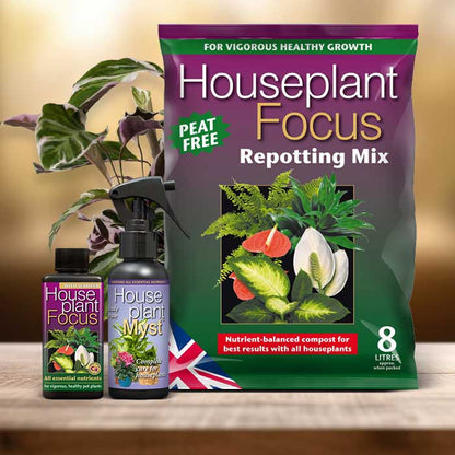 Prayer Plant Repotting Kit| Small Indoor Plants