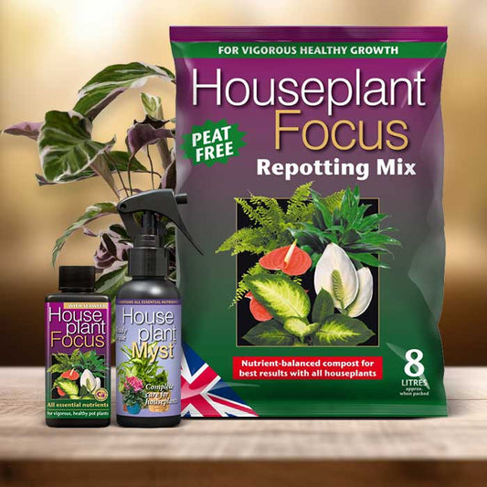 Prayer Plant Repotting Kit| Small Indoor Plants
