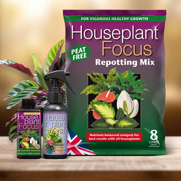 Rattlesnake Plant Repotting Kit| Small Indoor Plants