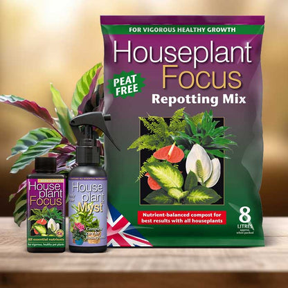 Rattlesnake Plant Repotting Kit| Small Indoor Plants