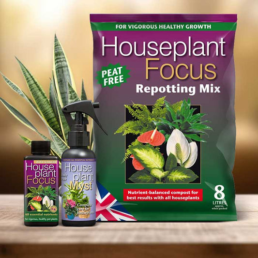 Sansevieria Plant Repotting Kit| Small Indoor Plants