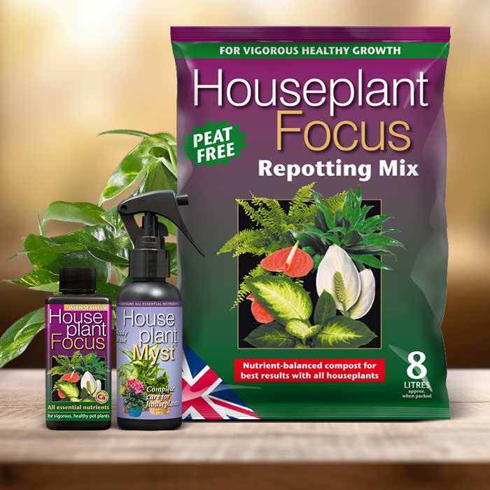 Scindapsus Plant Repotting Kit| Small Indoor Plants