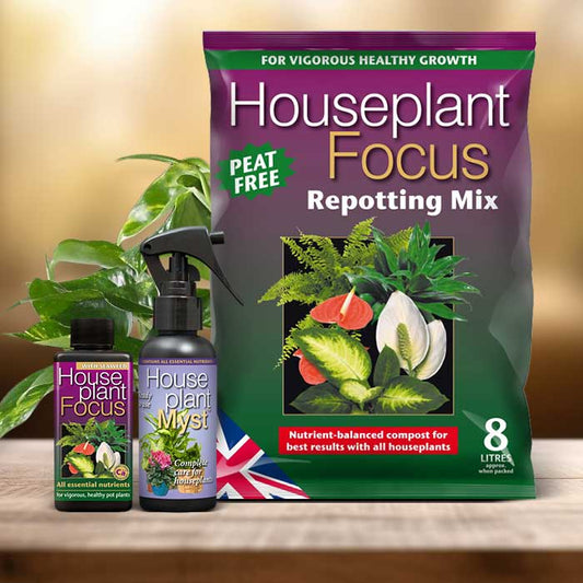 Scindapsus Plant Repotting Kit| Small Indoor Plants