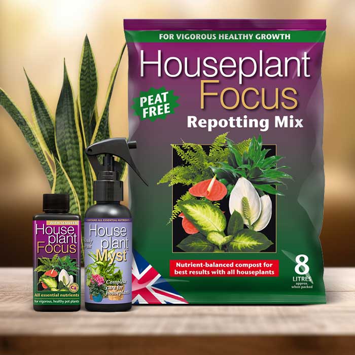 Snake Plant Repotting Kit| Small Indoor Plants