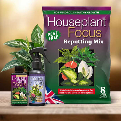 Spathiphyllum Plant Repotting Kit| Small Indoor Plants