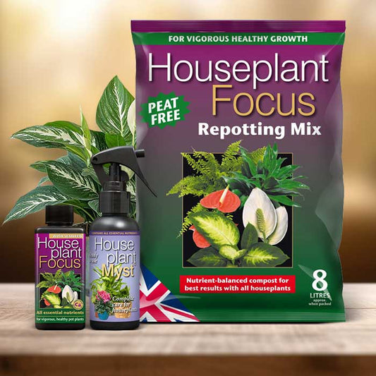 Spathiphyllum Plant Repotting Kit| Small Indoor Plants