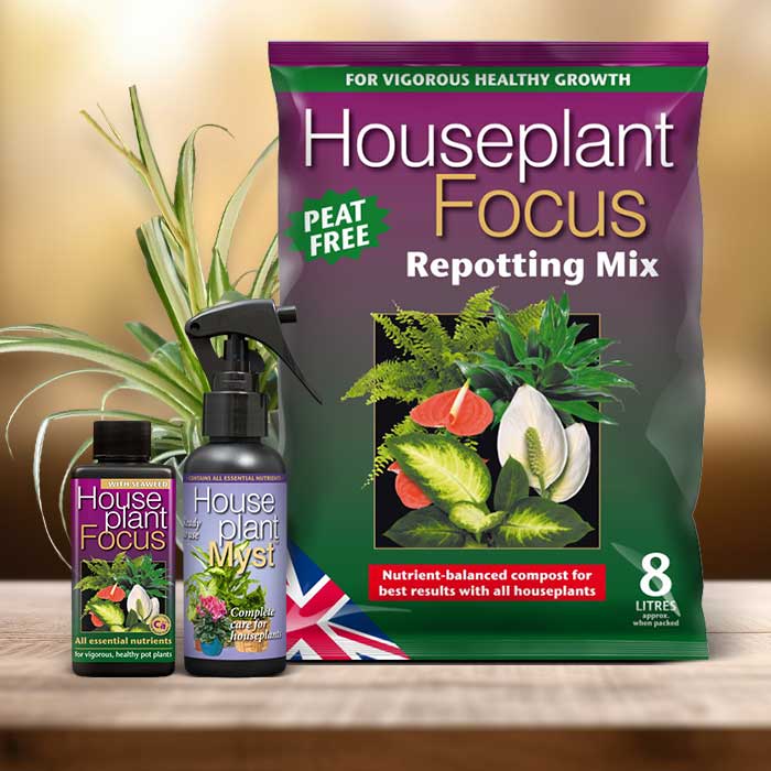 Spider Plant Repotting Kit| Small Indoor Plants