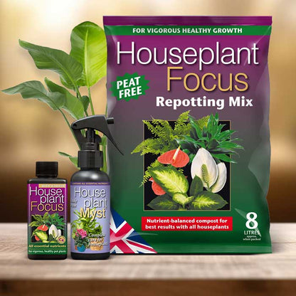 Strelitzia Plant Repotting Kit| Small Indoor Plants
